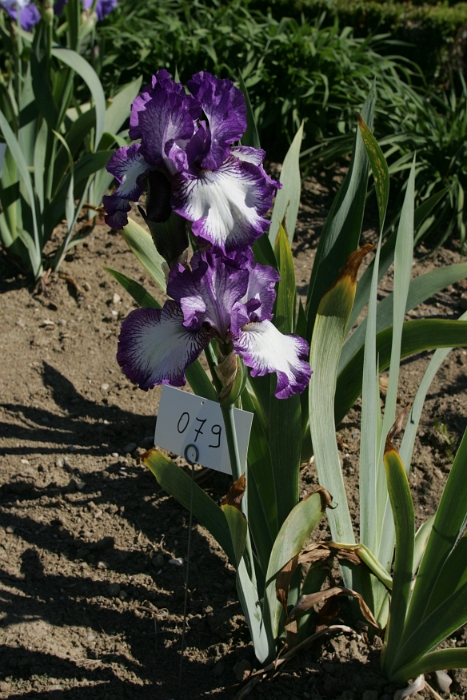 Iris Vullierens - 025